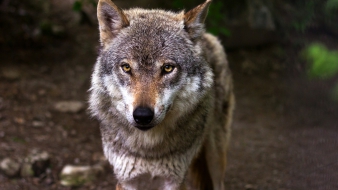 Radioaktív farkasok lephetik el Európát?