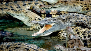 300 krokodilt gyilkoltak le Pápuaföldön