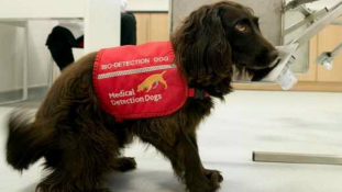 Kutyák szagolhatják ki a rákot az angol kórházakban