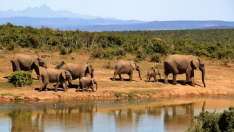 Sokkoló statisztikák az Elefántok Világnapján