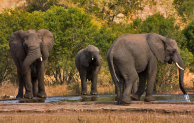 20 000 elefánttal fenyegetőzik Botswana