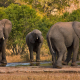 20 000 elefánttal fenyegetőzik Botswana