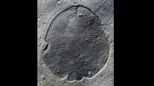 Ez a félmilliárd évvel ezelőtti lény a világ legősibb állata