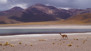 Értékesebb az aranynál: a világ legritkább gyapja a vikunyáé