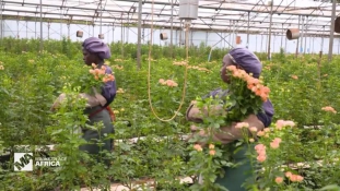 Kína egyre aktívabb Kenya 800 millió dolláros virágpiacán
