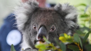 Koalaklán Európában – videó