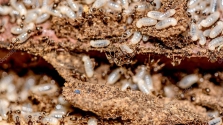 Gigantikus termeszhangya-birodalom Brazíliában – videó