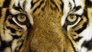 Levadászták az emberevő tigrist Indiában