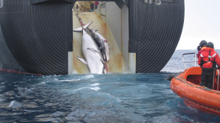Japán újrakezdi a bálnavadászatot