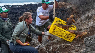 Közel 200 év után tértek vissza a leguánok a Galápagos-szigetek egyik szigetére