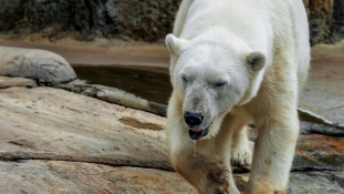 Szükségállapotot hirdettek a jegesmedvék miatt