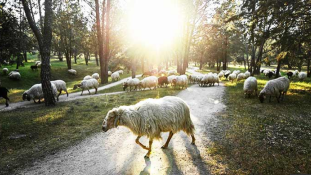 Fűnyíró helyett: juhok tartják karban Madrid legnagyobb parkját