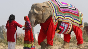 Pulcsikat kötnek a fázó elefántoknak a falusiak