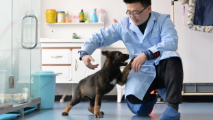 Kína első klónozott kutyája rendőri szolgálatra jelentkezett
