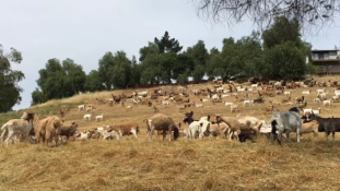 Kecskékkel fékezik meg az erdőtüzeket Nevadában