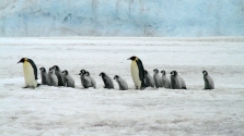 Több ezer kis császárpingvin fulladt a vízbe – eltűnt a második legnagyobb kolónia