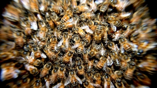 Mindent elleptek: 130 millió méh volt a kamionon, amikor karambolozott