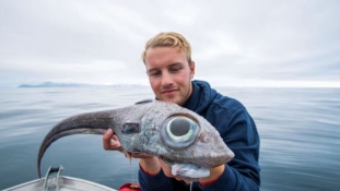 Űrlény-szerű halat fogott egy horgász Norvégia partjainál