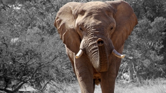 55 elefánt éhezett halálra két hónap alatt Zimbabwe legnagyobb nemzeti parkjában