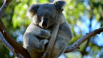 Miért égett el több száz koala élve Ausztráliában?