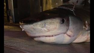 Horror: a cápa gyomrában találták meg az eltűnt férfi karját
