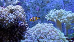 Szirénénekkel élesztenék újra a Nagy-korallzátony elhalt részeit