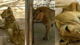 Miniszterelnök úr, segítsen az éhező oroszlánokon! – kérik a szudániak a neten