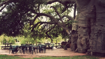 Nem mindennapi afrikai éttermek — The Big Baobab – Limpopo, Dél-Afrika