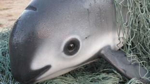 Hamarosan kihal egy delfinfajta