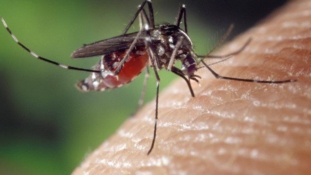 Dengue-láz jelei