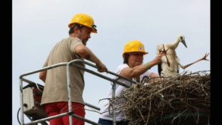 Gólyákat gyűrűztek Bodrogkeresztúron
